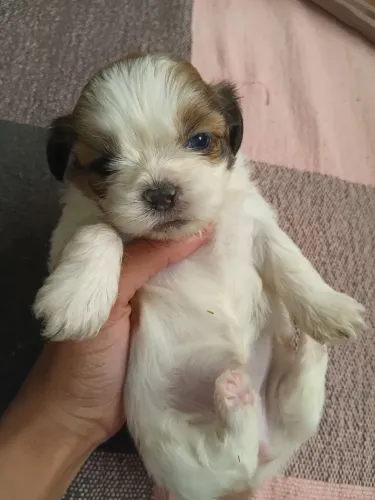 Vendo shitzu puro fêmea micro