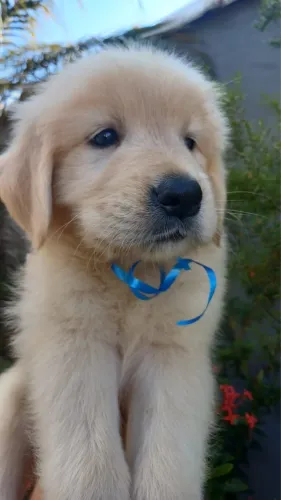     Golden Retriever: alegria para sua família