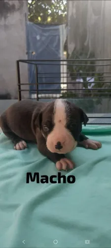 Pitbull 