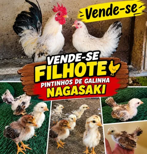 Pintinho de mini galinhas (Nagasaki)