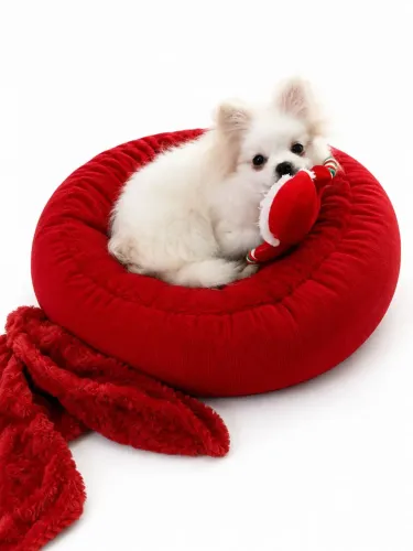 Spitz alemão macho branco