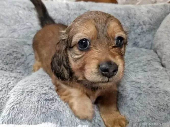 Cachorro filhote dachshund/teckel/basset/salsicha/cofap linhagem de ponta