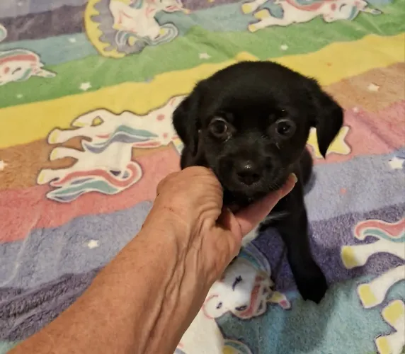 Chihuahua Com Pequinês Macho Lindinho