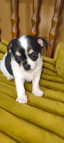 Chihuahua Macho