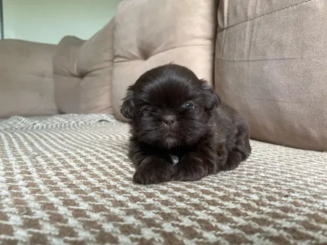 Filhotes de Shih Tzu | Amor que cria laços