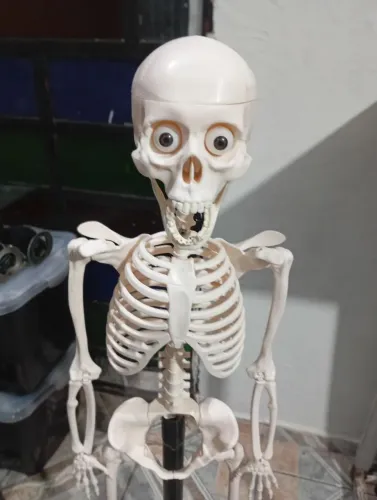 Caveira Corpo humano