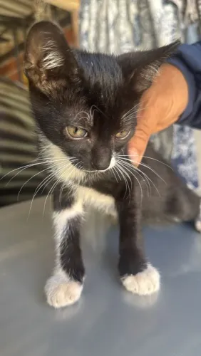 Gatinho macho