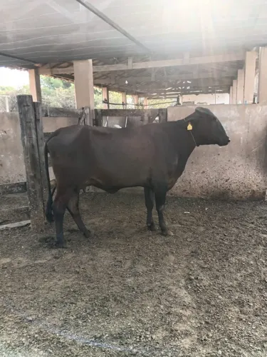 vacas de leite em Itapaci GO