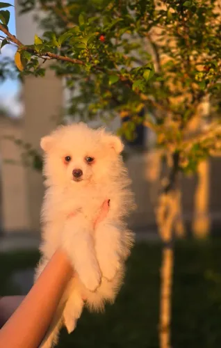 Filhote Spitz Alemão Macho