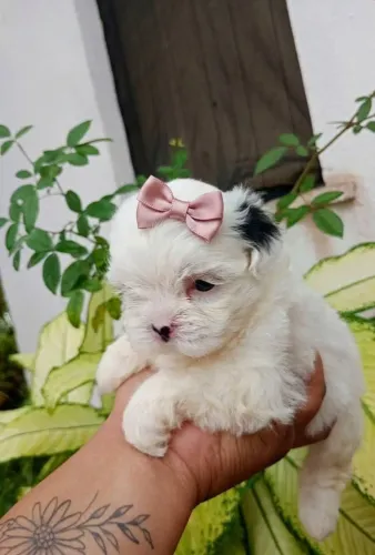 Tenho um casal de shih Tzu disponível pra entrega 