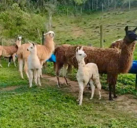 LHAMAS ALPACAS PRENHAS