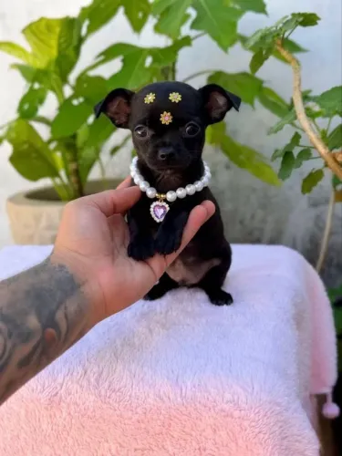 Chihuaha fêmea black perfeita um luxo 