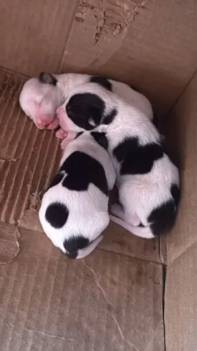 Filhotes de pinscher recém nascidos