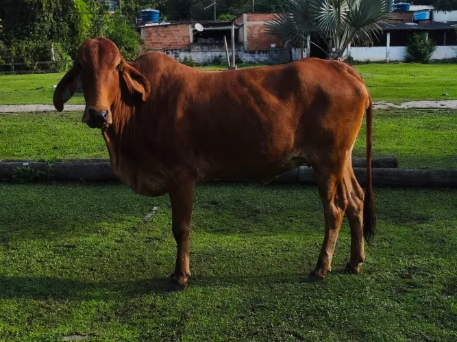 Vendo Novilha grande e gorda, podendo ser para reproduzir ou abater.