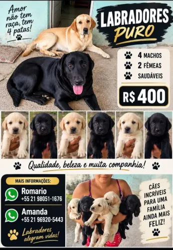 Labrador p venda