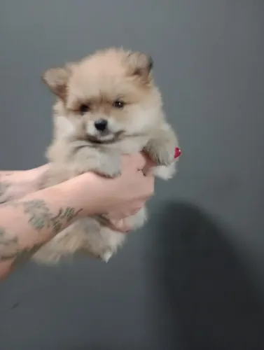 Spitz Alemão Anão Macho, com Pedigree entrega em 10x no Cartão
