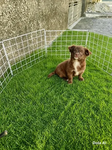 Linda filhote de chihuahua disponível pra venda pelo longo