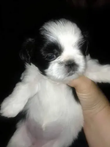 Shih Tzu Seu novo pet está disponível hoje