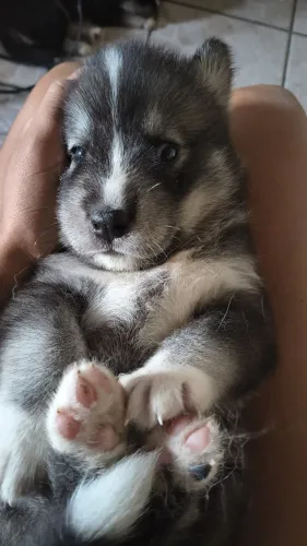 Filhotes husky siberiano 