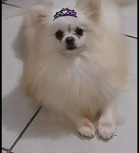 Spitz Alemão fêmea adulta