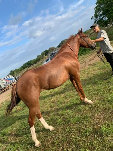Cavalo
