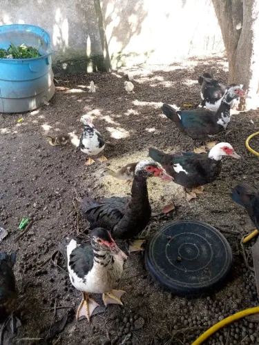 Patas e patos 