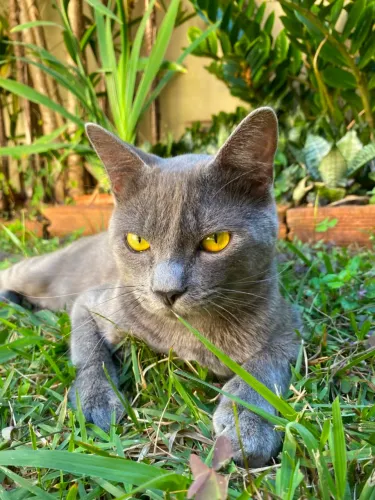 Gato de raça korat