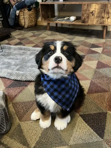 BERNESE O parceiro ideal para momentos especiais.