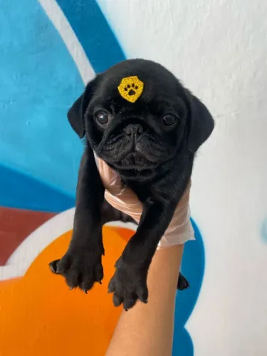 Filhote de Pug o pequeno amigo que faz todo mundo sorrir