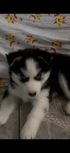 Filhote de husky siberiano