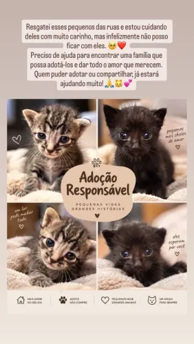 Adoção responsável gatos 2 semanas