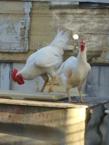 Frango e Franga GSB Jovem com boa genética plumagem diferenciada Valor R$ 400,00 Casal 