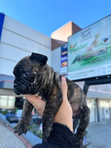 Bulldog Francês Macho/Fêmea Disponível