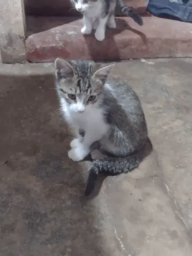Doase gato