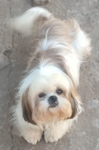 Shitzu fêmea prenha