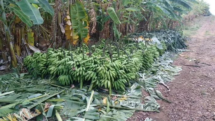 Banana em Atacado (frutas em geral)