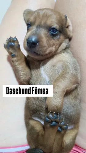 Daschund ( Salsichinha) Macho e Fêmea