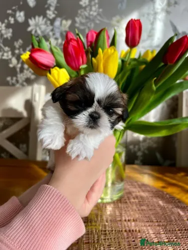 Bebezinho shih tzu/shitzu dócil e saudável de linhagem selecionada