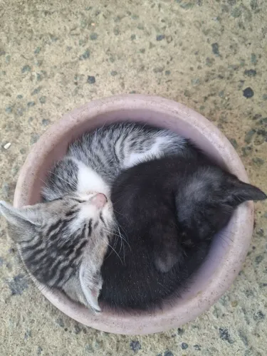 Doação de gatinhos