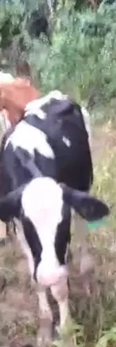 Bezerras genética leiteira 