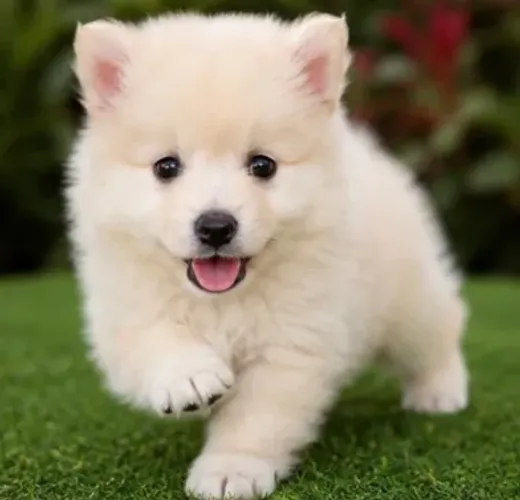 Pomsky Macho de Olhos Azuis - Encante-se! 