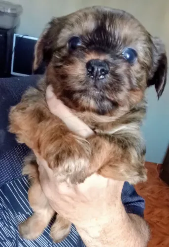 Yorkshire terrier