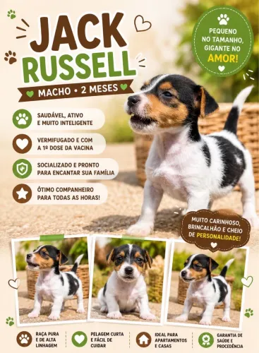 Cachorro do máscara JACK RUSSELL