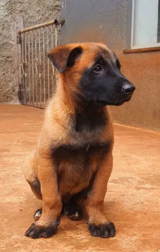 Filhote de pastor de malinois