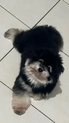 Cachorro sptiz com maltes