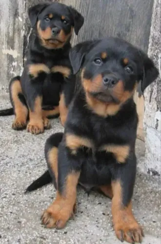 Rottweiler Filhotes patinhas que criam laços