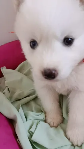 Filhote husky siberiano, alto risco de se apaixonar por essas fofurinhas!