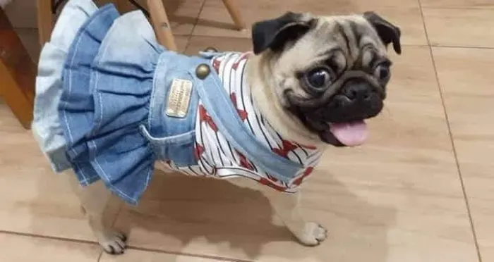 Vendo uma linda Pug fêmea