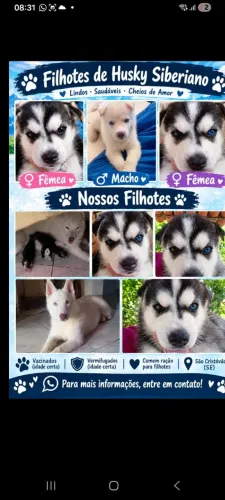 Filhotes de husky siberiano
