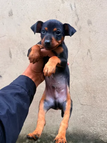 Pinscher